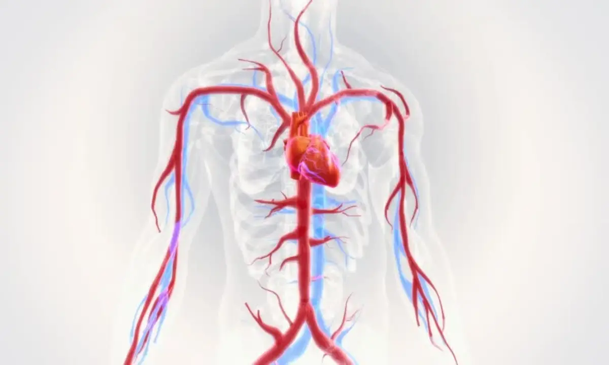 آناتومی رگ های قلب