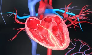 رگهای اصلی قلب